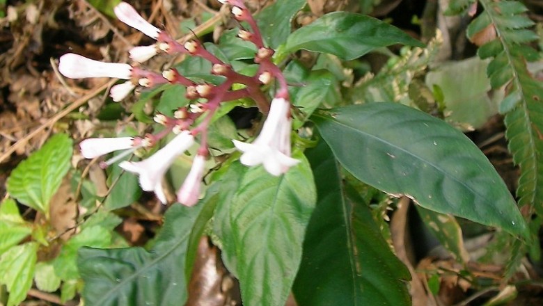 Cây dược liệu cây Xà căn thảo - Ophiorrhiza japonica Blume