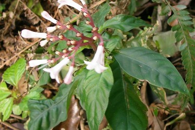 Cây dược liệu cây Xà căn thảo - Ophiorrhiza japonica Blume