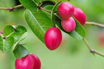 Cây dược liệu cây Xirô - Carissa carandas L