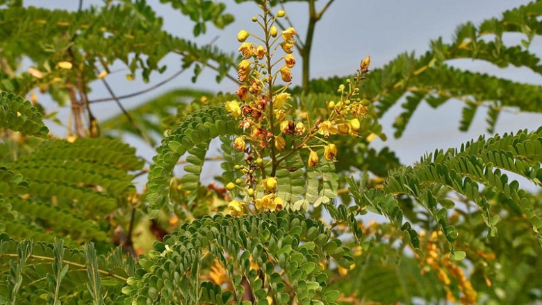 Cây dược liệu cây Vang, Tô mộc - Caesalpinia sappan L
