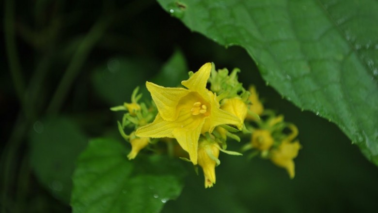 Cây dược liệu cây Xích bào lá tim, Xích bào bao lớn, Khổ áo lá tim, Dưa trời - Thladiantha cordifolia (Blume) Cogn. (Luffa cordifolia Blume, T. calcarata Blume)