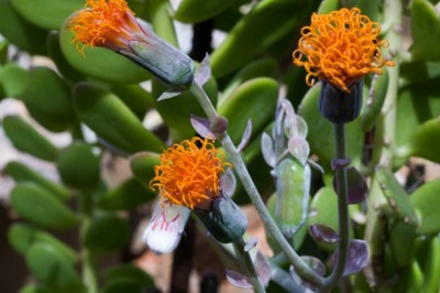 Cây dược liệu cây Xuyên liên - Senecio petraeus Muschler