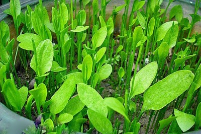 Cây dược liệu cây Xà thiệt có cuống, Cỏ lưỡi rắn - Ophioglossum petiolatum Hook