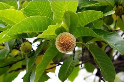 55 cây Thuốc Nam có tác dụng chống bệnh Ung Thư theo: Tác giả GS. TS. Nguyễn Lân Dũng