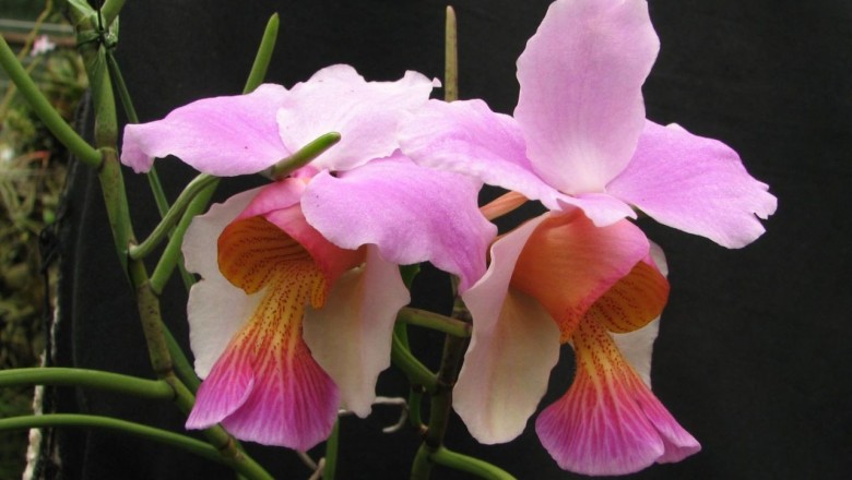 Cây dược liệu cây Vân đa cành giao, Vân lan - Papilionanthe teres (Roxb.) Schltr. (Vanda teres (Roxb.) Lindl., Dendrobium teres Roxb.),