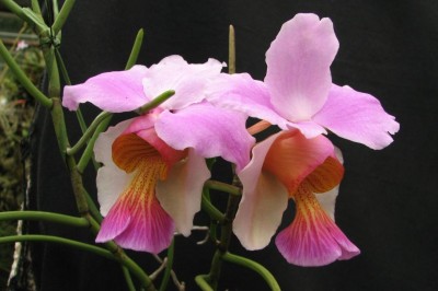 Cây dược liệu cây Vân đa cành giao, Vân lan - Papilionanthe teres (Roxb.) Schltr. (Vanda teres (Roxb.) Lindl., Dendrobium teres Roxb.),
