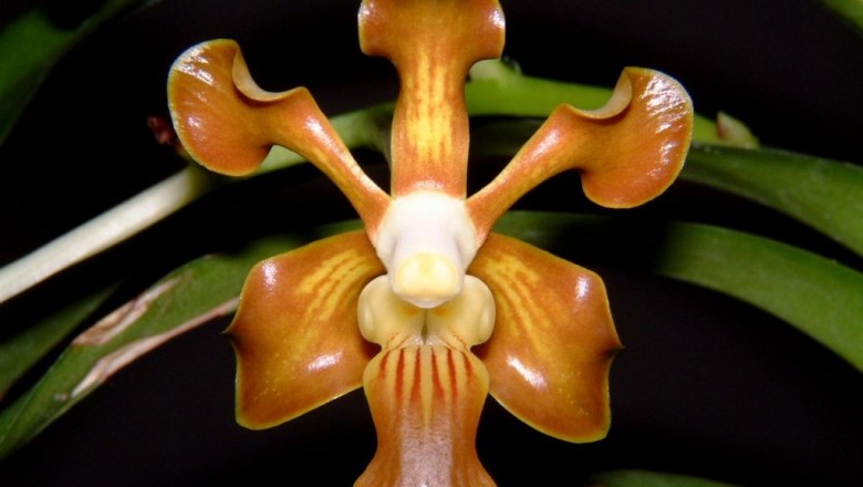 Cây dược liệu cây Vân đa đồng màu, Tùng lan, Huệ đà một màu - Vanda concolor Blume ex Lindl