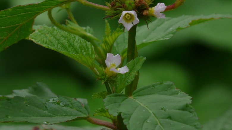 Cây dược liệu cây Vải giấy, Bái giấy, Trứng cua lá bố - Melochia corchorifolia L