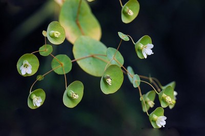 Cây dược liệu cây Xuyên tâm thảo - Canscora tucidissima (Lévi. et Vaniot.) Hand. - Mazz