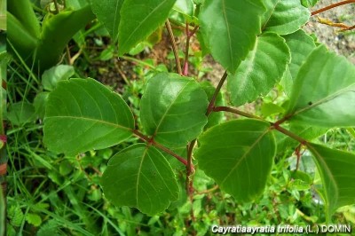 Cây dược liệu cây Vác, dây vác, Dây sạt - Cayratia trifolia (L.) Domino (C. carnosa (Wall.) Gagnep.)