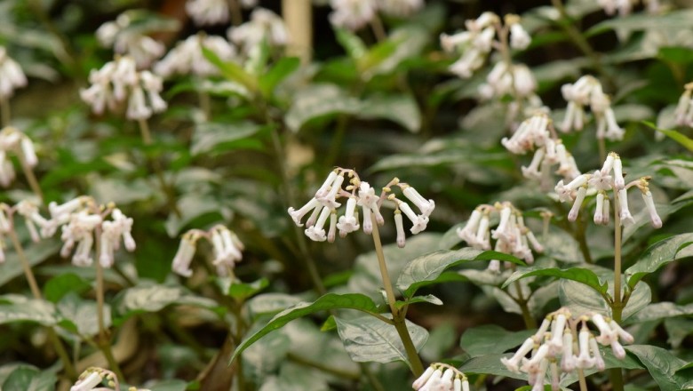 Cây dược liệu cây Xà căn thảo Quảng Châu - Ophiorrhiza cantoniensis Hance