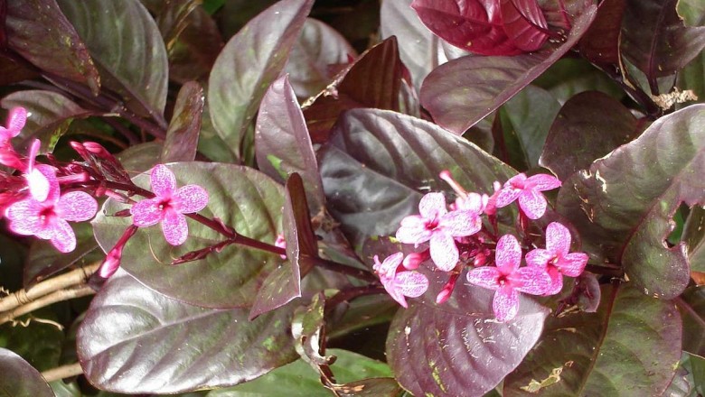 Cây dược liệu cây Xuân hoa đỏ, Ô rô đỏ, Nhớt tím - Pseuderanthemum carruthersii (Seem.) Guill, var. atropurpureum (Bull.) Rosb