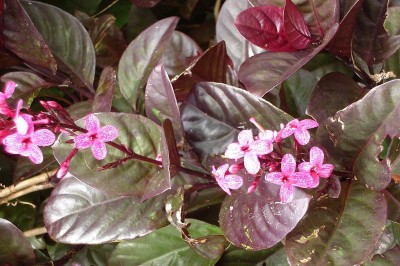 Cây dược liệu cây Xuân hoa đỏ, Ô rô đỏ, Nhớt tím - Pseuderanthemum carruthersii (Seem.) Guill, var. atropurpureum (Bull.) Rosb