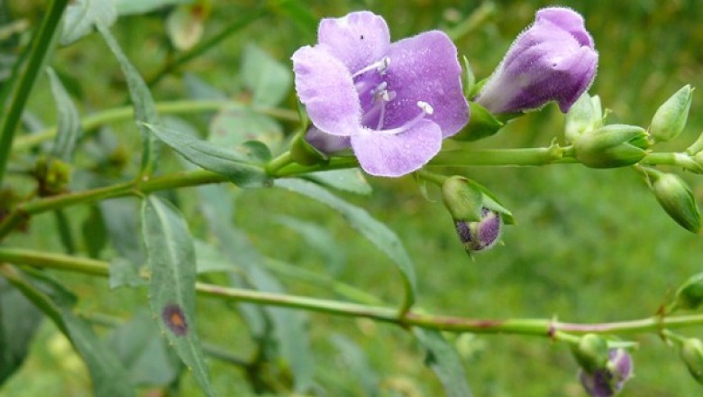 Cây dược liệu cây Vừng đất - Artanema longifolia (L.) Benth. (A. sesamoides Benth.)