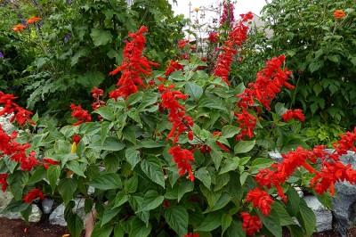 Cây dược liệu cây Xô đỏ, Hoa diễn, Xác pháo núi - Salvia splendens Ker - Gawl