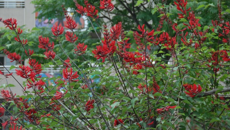 Cây dược liệu cây Vông san hô - Erythrina corallodendron L