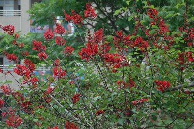 Cây dược liệu cây Vông san hô - Erythrina corallodendron L