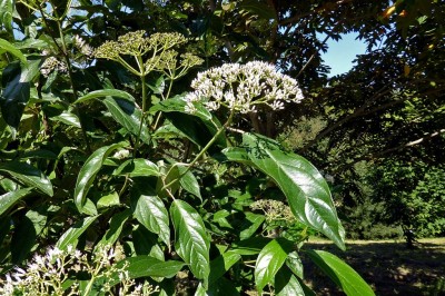 Cây dược liệu cây Vót hình trụ - Viburnum cylindricum Buch. - Ham. ex D. Don