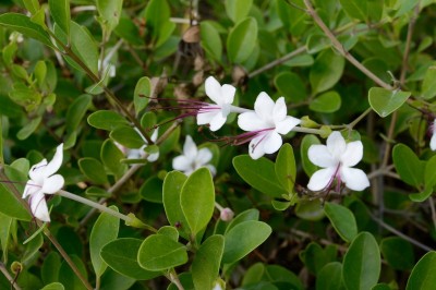 Cây dược liệu cây Vạng hôi, Chùm gọng, Ngọc nữ biển - Clerodendrum inerme (L.) Gaertn.