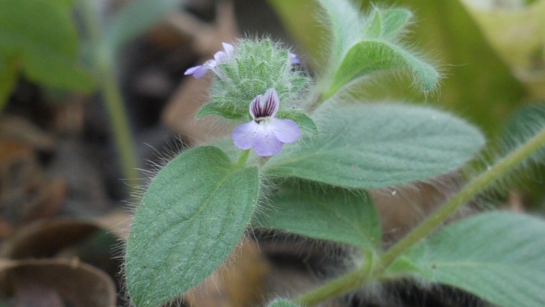 Cây dược liệu cây Vạn nhân đả, Niên sơn đồng, Lựu tử thảo - Nelsonia canescens (Lam.) Spreng. (N. campestris R.Br.)