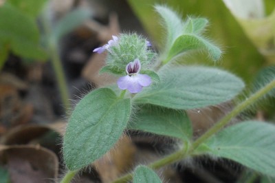 Cây dược liệu cây Vạn nhân đả, Niên sơn đồng, Lựu tử thảo - Nelsonia canescens (Lam.) Spreng. (N. campestris R.Br.)