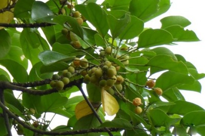 Cây dược liệu cây Vạng trứng, Vạng còng - Endospermum chinense Benth