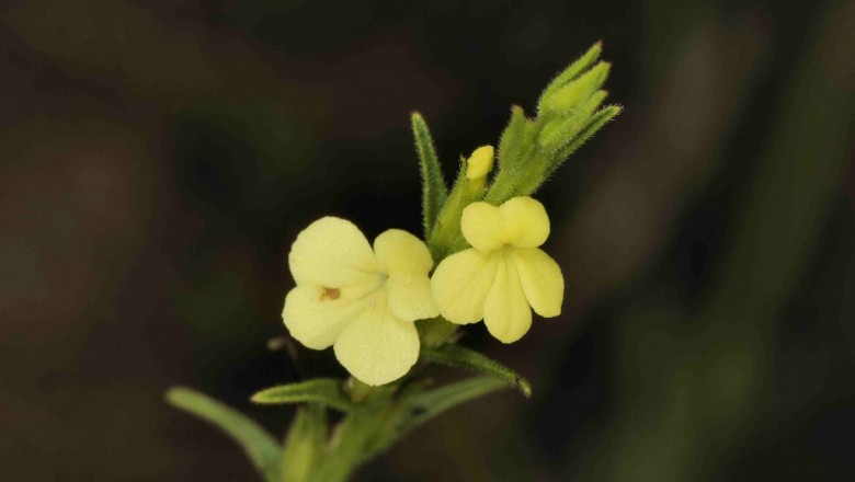 Cây dược liệu cây Voòng phá - Striga lutea Lour. (Buchnera asiatica L., Striga asiatica (L.) Kuntze)