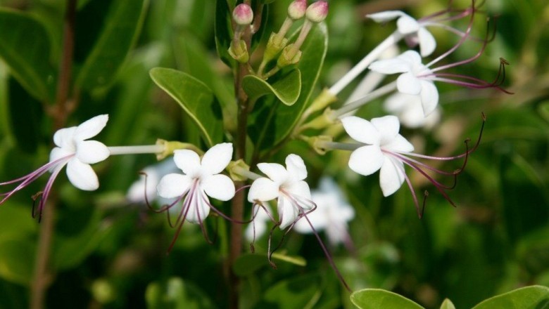 Cây dược liệu cây Vạng hôi, Chùm gọng, Ngọc nữ biển - Clerodendrum inerme