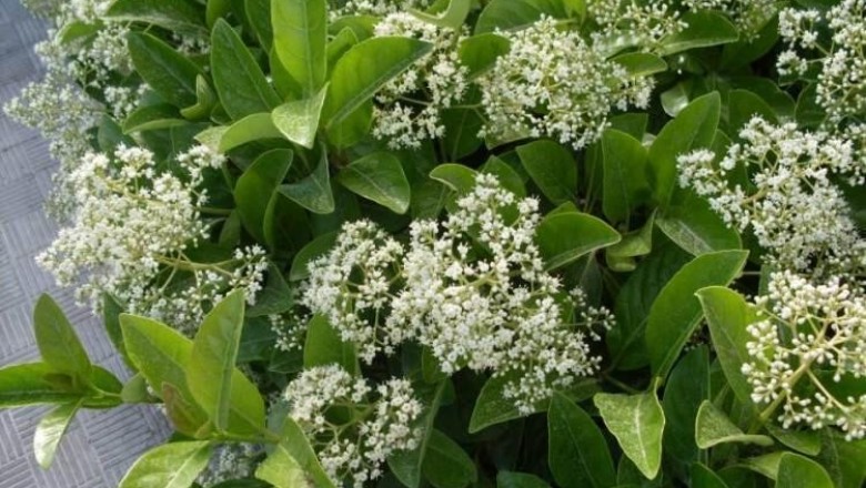 Cây dược liệu cây Vót thơm, răng cưa thơm, Mạy chỉ chắm - Viburnum odoratissimum Ker - Gawl