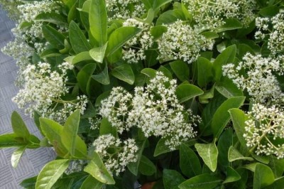 Cây dược liệu cây Vót thơm, răng cưa thơm, Mạy chỉ chắm - Viburnum odoratissimum Ker - Gawl