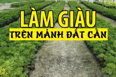 Trồng đinh lăng đẻ ra tiền