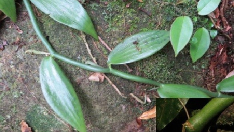 Cây dược liệu cây Vani Trung bộ - Vanilla annamica Gagnep. Emend. Averyanov