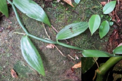 Cây dược liệu cây Vani Trung bộ - Vanilla annamica Gagnep. Emend. Averyanov
