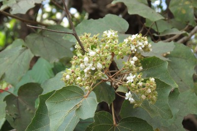 Cây dược liệu cây Vông quả cánh, Bò ké - Kydia calycina Roxb