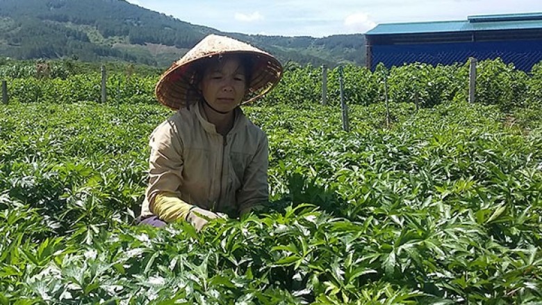 Trồng cây đương quy: Thu nhập khủng 