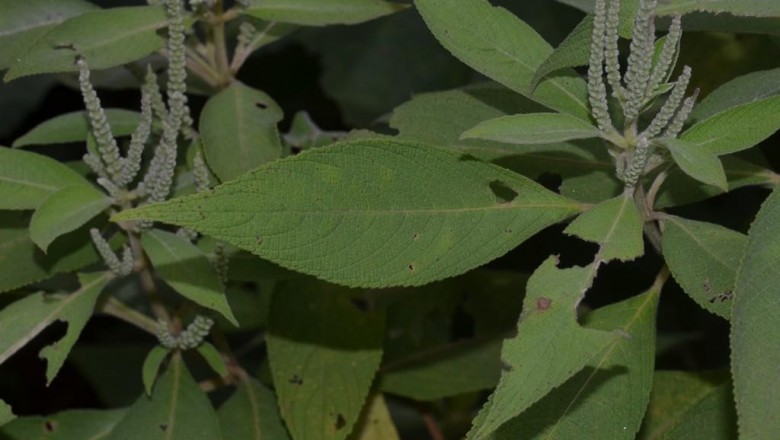 Cây dược liệu cây Vũ ngạc, Huân tước - Colebrookea oppositifolia Sm