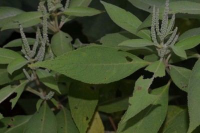 Cây dược liệu cây Vũ ngạc, Huân tước - Colebrookea oppositifolia Sm