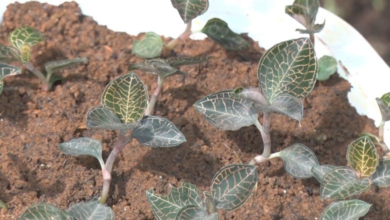 Hiệu quả kinh tế cao từ cây dược liệu kim cương