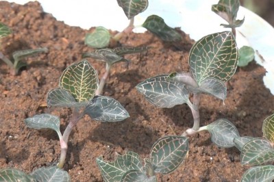 Hiệu quả kinh tế cao từ cây dược liệu kim cương