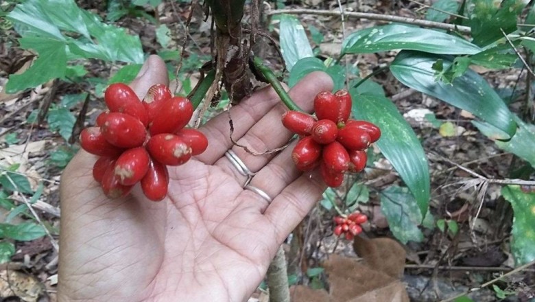 Cây dược liệu cây Vạn niên thanh - Aglaonema siamense Engl