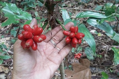 Cây dược liệu cây Vạn niên thanh - Aglaonema siamense Engl