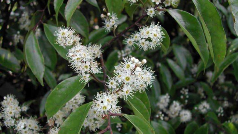 Cây dược liệu cây Vàng nương đốm nâu - Prunus phaeosticta (Hance) Maxim