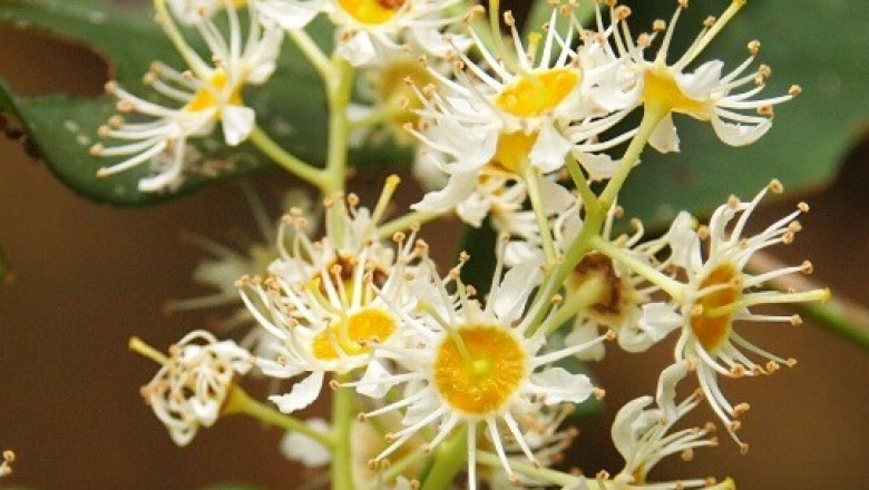 Cây dược liệu cây Vàng nương Wallich - Prunus wallichii Steud