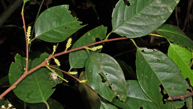 Cây dược liệu cây Vàng nương Java - Pruns javanica (Teijsm. et Binn.), Miq