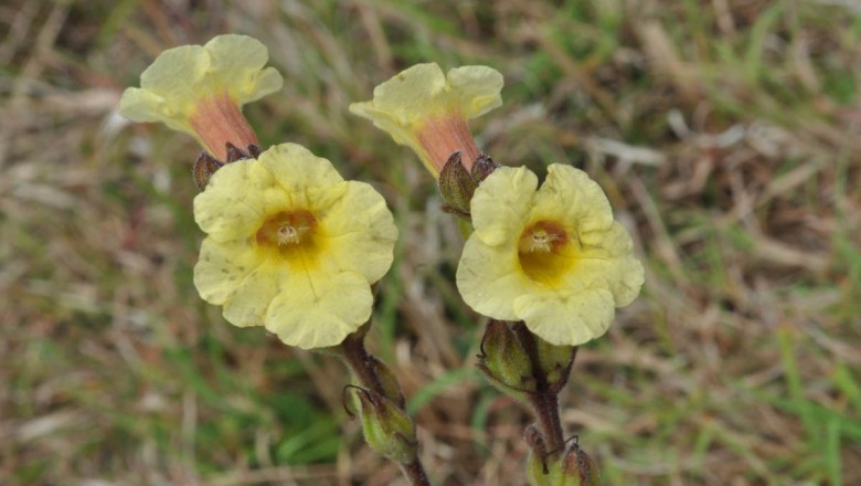 Cây dược liệu cây Vừng cỏ, Tâm hùng - Centranthera cochinchinensis (Lour.) Merr