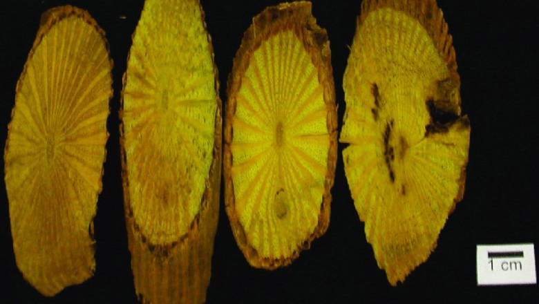 Cây dược liệu cây Vàng đắng, Loong t'rơn, Kơ trơng - Coscinium fenestratum (Gaertn.) Colebr