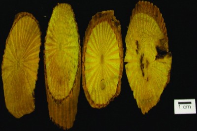 Cây dược liệu cây Vàng đắng, Loong t'rơn, Kơ trơng - Coscinium fenestratum (Gaertn.) Colebr