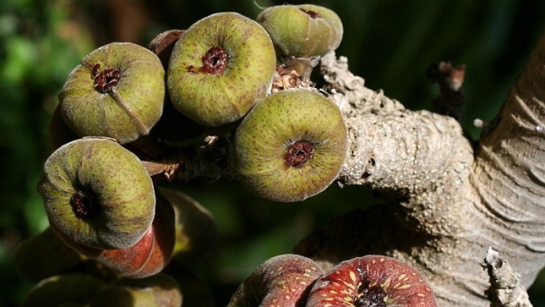 Cây dược liệu cây Vả, Ngõa - Ficus auriculata Lour. (F. roxburghii Wall. ex Miq.)