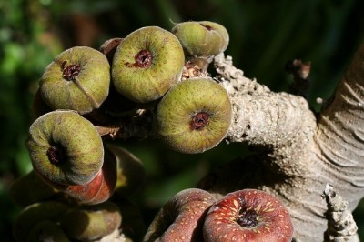 Cây dược liệu cây Vả, Ngõa - Ficus auriculata Lour. (F. roxburghii Wall. ex Miq.)