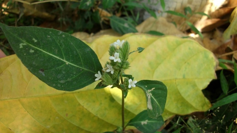 Cây dược liệu cây Vẩy cong, Lân chùy - Lepidagathis incurva Buch. - Ham. ex D. Don